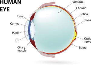 Diagram of human eye